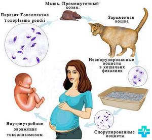 Появление токсоплазмоза