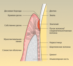 Описание строения десны