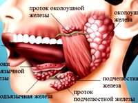 Слюнные железы человека