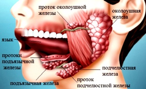 Слюнные железы человека