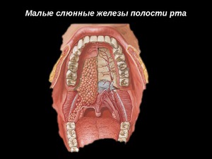Малые слюнные железы и их функция