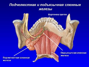  железы