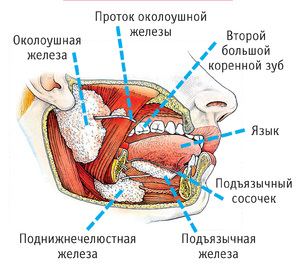 Железы