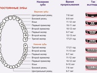 Как растут зубы у малышей