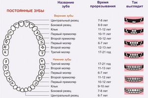 Как растут зубы у малышей