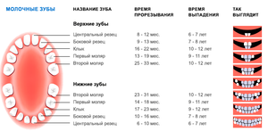 В каком порядке прорезаются первые зубы