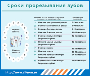 Сроки прорезания зубов