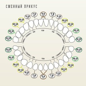 В каком порядке происходит смена зубов