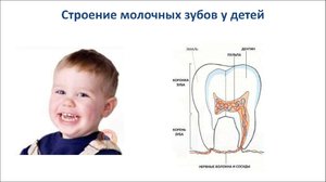 Молочные и постоянные зубы