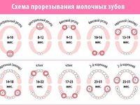 Схема прорезывания