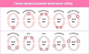 Схема прорезывания