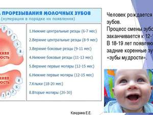 Последоваельность прорезывания зубов