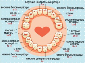 Порядок прорезания зубов