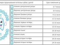 Как прорезаются молочные зубы
