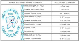 Как прорезаются молочные зубы