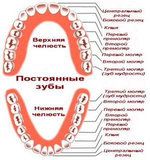 Схема прорезывания зубов