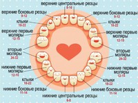 Во сколько прорезаются зубки