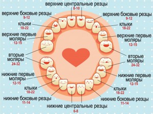 Во сколько прорезаются зубки