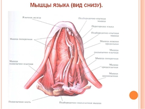Как выглядит здоровый язык