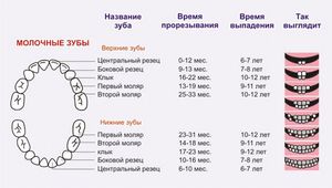 Порядок прорезывания зубов