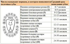 Как режутся зубки