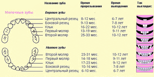 Таблица прорезания зубов