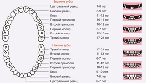 В каком порядке прорезаются зубки
