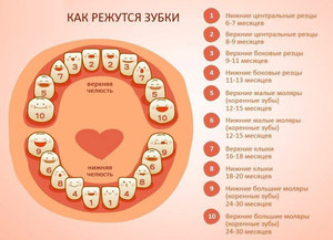 Когда у ребенка прорезаются зубки