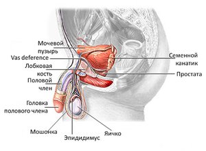 Строение половых органов