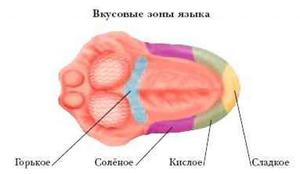 Вкусовые зоны языка человека