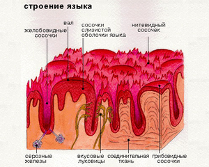 Строение языка человека