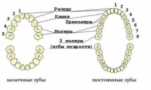 Зубы делятся на несколько видов, в зависимости от функций