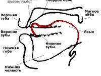 Где расположены альвеолы во рту