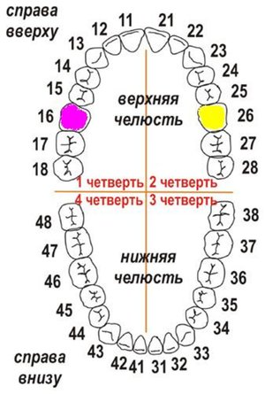 Расположение зубов в полости рта