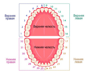 Схема полости рта