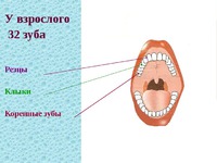 Как устроена полость рта