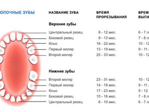 Название каждого зуба