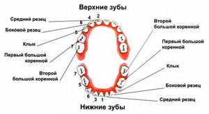 Как ухаживать за зубами