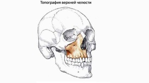 Верхняя челюсть