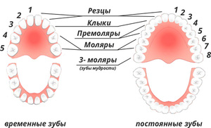 Сроки смены зубов