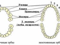 Ряд зубов