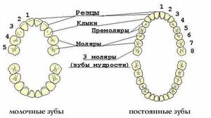 Ряд зубов