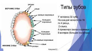 Названия зубов